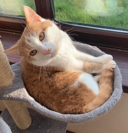 Photo of an orange and white cat lounging in the hanging bowl of a cat tree